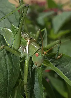 Devil: Greater arid land katydid or red-eyed devil