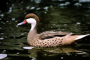 Bahama: GREATER BAHAMA PINTAIL DUCK