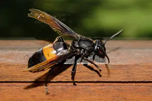 Hexapoda: Greater Banded Hornet