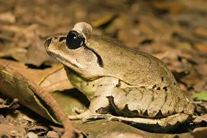 Mixophyes: Greater Barred Frog