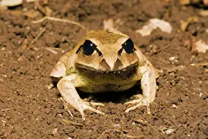 Mixophyes: Greater Barred Frog
