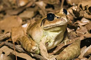 Mixophyes: Greater Barred Frog