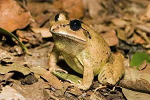 Mixophyes: Greater Barred Frog
