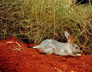 Macrotis: Greater Bilby - Digging