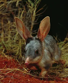 Australias: Greater bilby (Macrotis lagotis) AustraliaIs answer