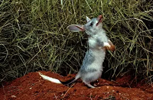 Australias: Greater bilby (Macrotis lagotis) AustraliaIs answer
