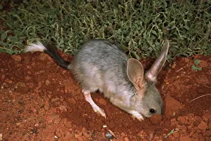 Macrotis: Greater bilby (Macrotis lagotis) digging for food