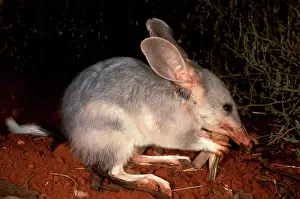 Macrotis: Greater bilby (Macrotis lagotis) eating prey (grasshopper
