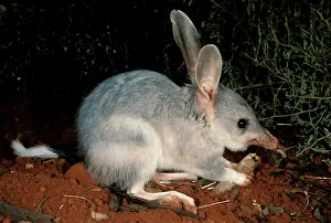 Macrotis: Greater bilby (Macrotis lagotis) feeding. Telfer