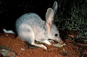 Macrotis: Greater bilby (Macrotis lagotis) feeding. Telfer