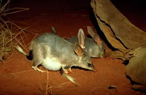 Alongside: Greater bilby (Macrotis lagotis) pregnant with