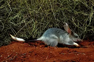 Macrotis: Greater bilby (Macrotis lagotis) Rare, endangered