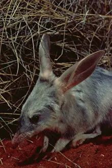 Simpson: Greater bilby (Macrotis lagotis). Simpson Desert