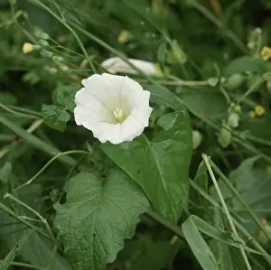 Bindweed: Greater Bindweed