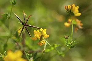 Trefoil: Greater Bird's foot trefoil, Lotus pedunculatus