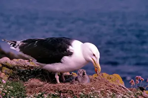 Maureen Brown: Greater-black Backed Gull - feeding chicks