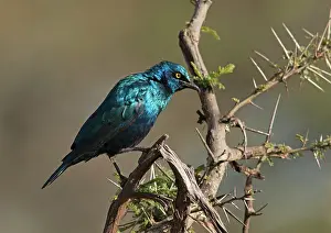 Lamprotornis: Greater Blue-eared Starling