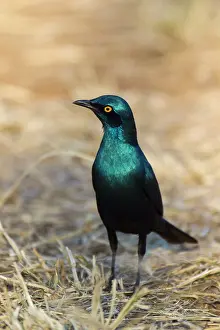 Brids: Greater Blue-eared Starling