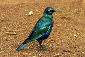 Glossy: Greater Blue-eared Starling or Greater Blue-eared