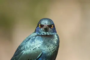 Limpopo: Greater Blue-eared Starling (Lamprotornis chaly