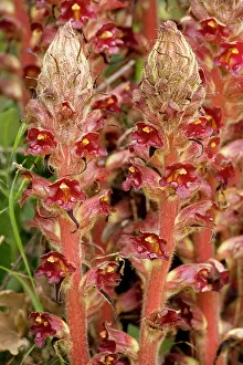 Broomrape: Greater Broomrape; very rare in UK