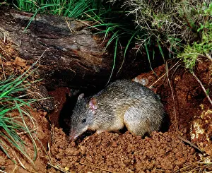 Bandicoot: GREATER BROWN BANDICOOT - at burrow site