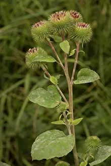 Arctium: Greater burdock
