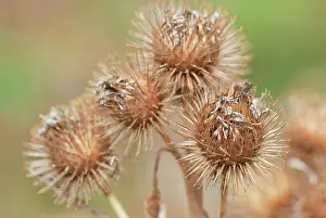 Polder: Greater Burdock