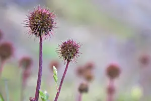 Greater Burnet