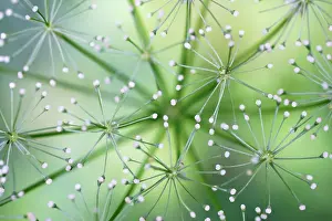Geometrical: Greater burnet