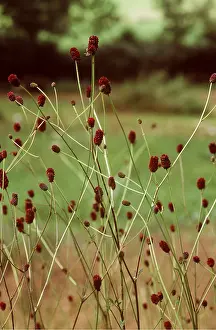 Burnet: GREATER BURNET