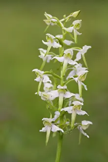 Platanthera: Greater Butterfly Orchid