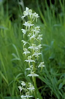 Kent: Greater butterfly orchid