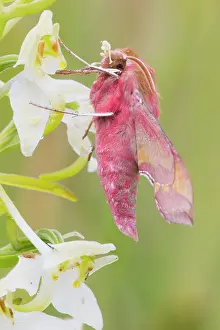 Porcellus: Greater Butterfly Orchid