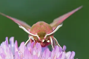 Porcellus: Greater Butterfly Orchid