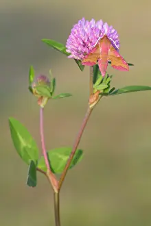 Clover: Greater Butterfly Orchid