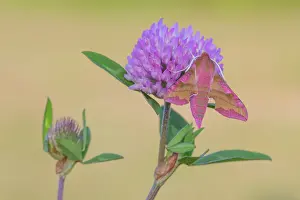 Clover: Greater Butterfly Orchid