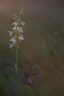 Orchid: Greater Butterfly Orchid