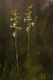 Orchid: Greater Butterfly Orchid