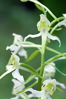 Platanthera: Greater butterfly orchid - close up of flower