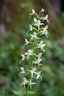 Platanthera: Greater butterfly orchid - close up of flower