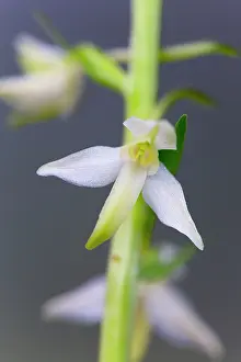 Platanthera: Greater Butterfly Orchid - Flower