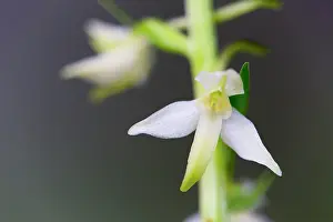 Platanthera: Greater Butterfly Orchid - Flower