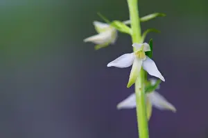 Platanthera: Greater Butterfly Orchid - Flower