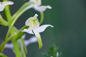 Platanthera: Greater Butterfly Orchid - Flower