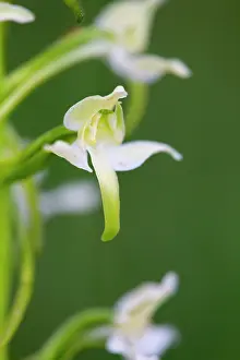 Platanthera: Greater Butterfly Orchid - Flower