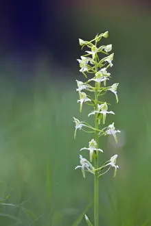 Platanthera: Greater Butterfly Orchid - Flower