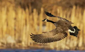 Alighting: Greater Canada goose alighting in a Colorado autumn