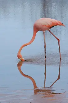 Pete: Greater or Caribbean Flamingo (Phoenicopterus
