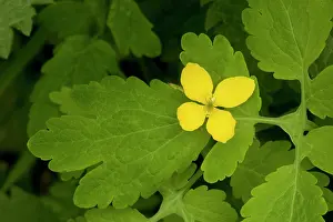 Celandine: Greater celandine